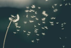 Pusteblume