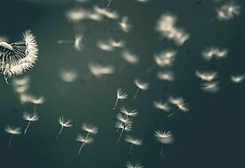 Pusteblume als Symbol für friedvolles Sterben