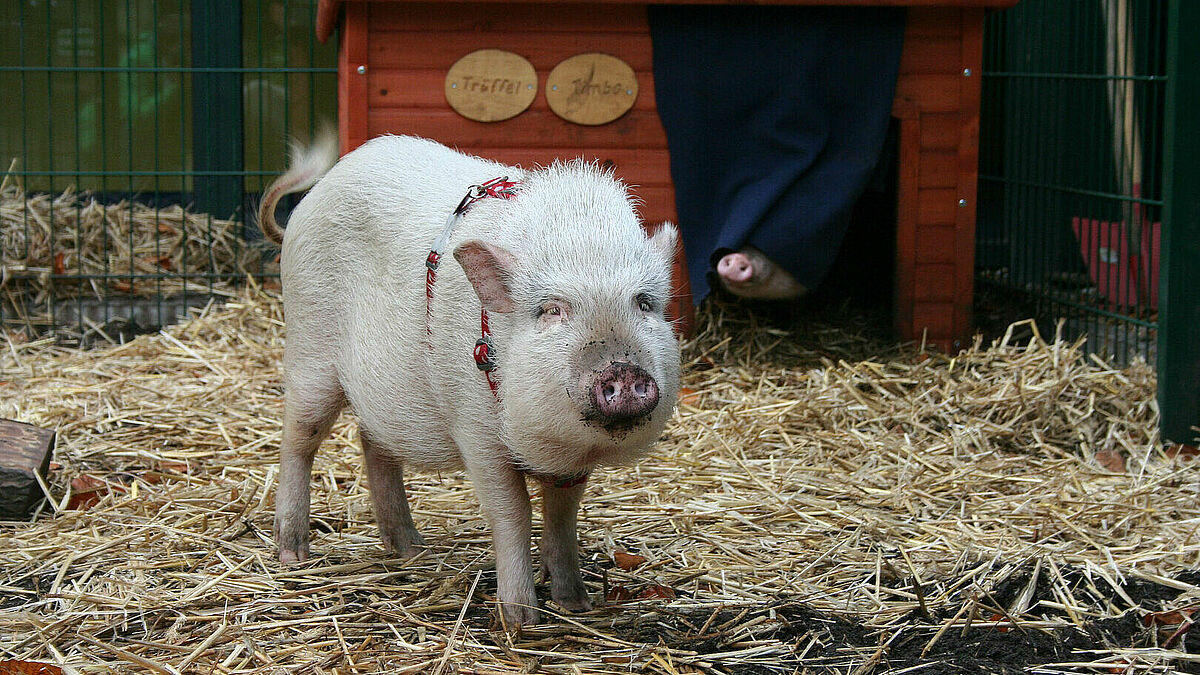 Sie sind die Lieblinge im Kinder-Hospiz Sternenbrücke: "Trüffel" und "Timbo".