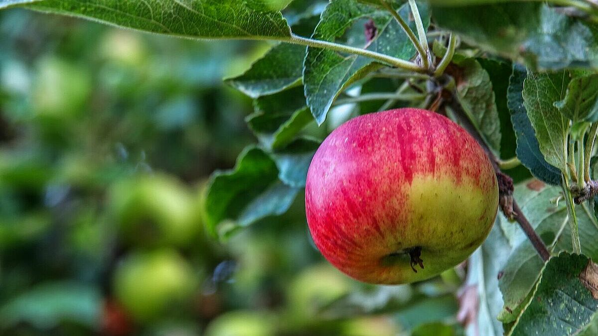 Apfelbaum im Herbst mit reifer Frucht