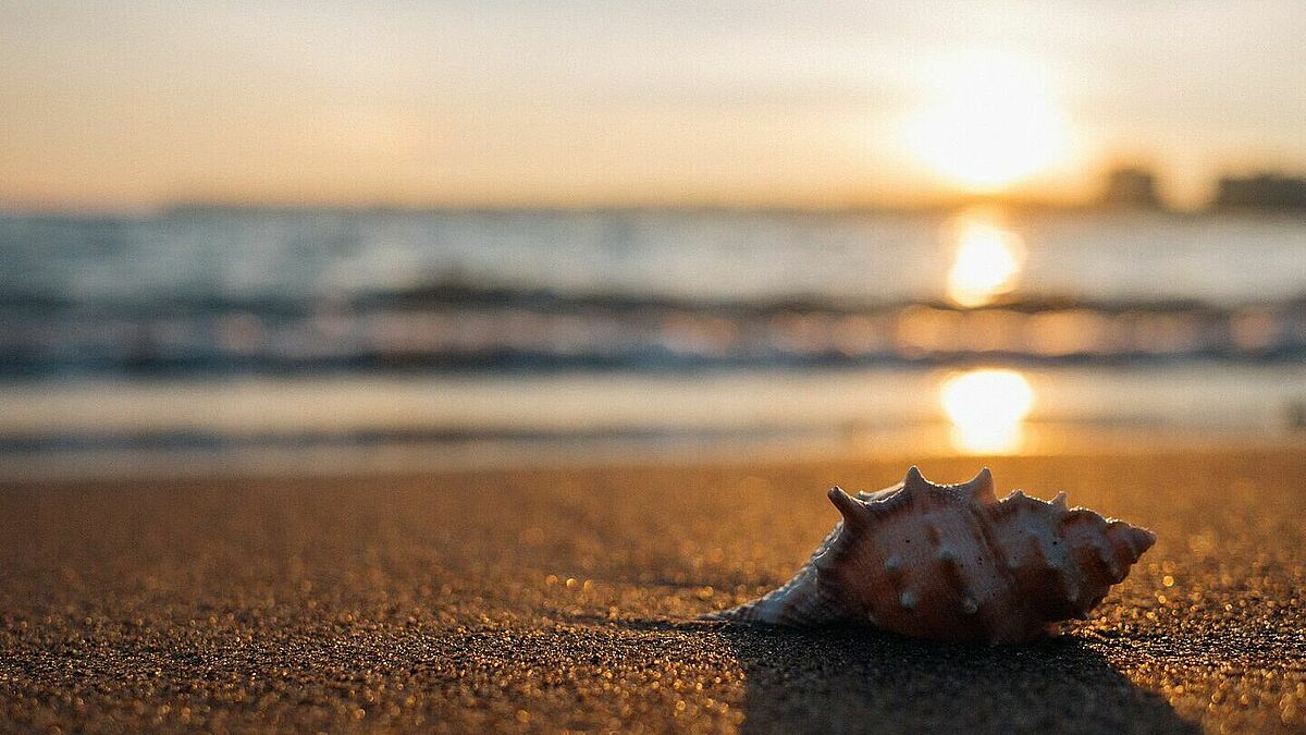 Muschel am Strand