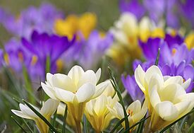 Krokusse in voller Blüte