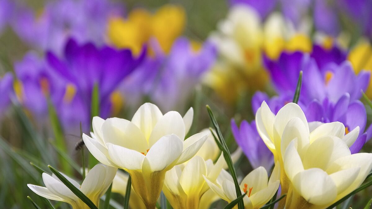 Krokusse sollen im kommenden Frühjahr vor der Greifswalder Marienkirche erblühen (Symbolbild)