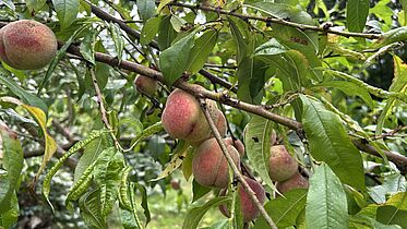 Pfirsichbaum