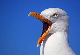Möwe, die den Schnabel aufreißt