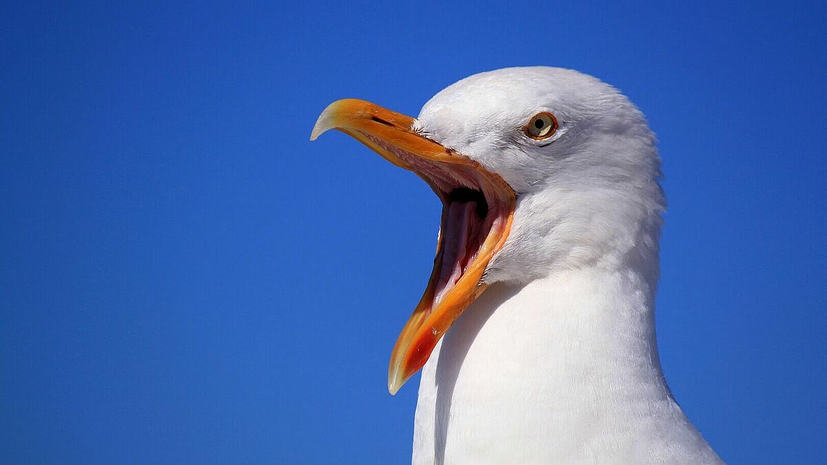 Möwe, die den Schnabel aufreißt