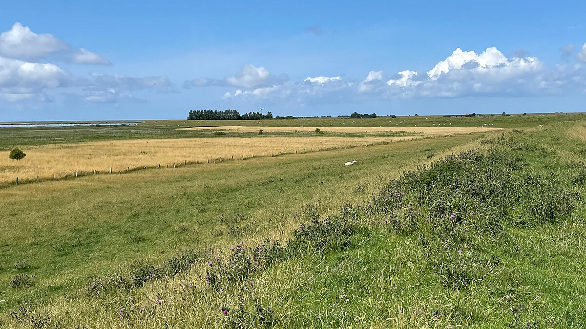 Kilometerweit führt der Weg Richtung Norden auf dem Deich zwischen Husum und Breklum.