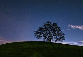 Baum unterm Sternenhimmel