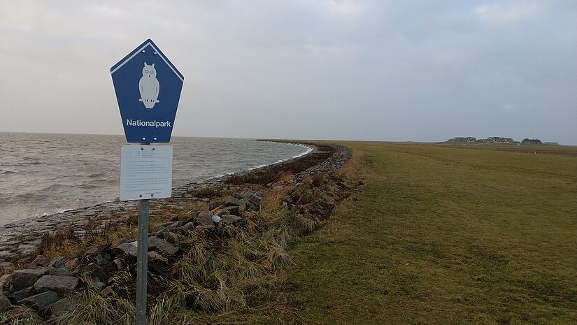 Direkt hinter dem Sommerdeich beginnt der Nationalpark Wattenmeer. 