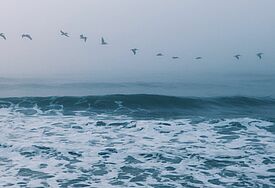 Meer und Vogelflug
