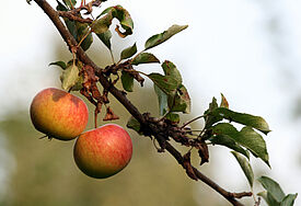 Reife Äpfel an einem Ast.