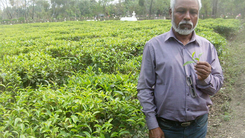 Teeplantage Assam