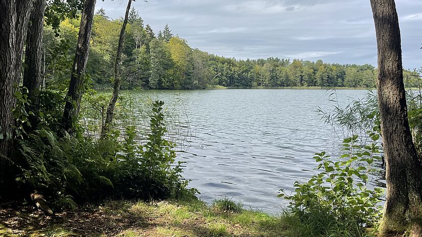 Blick auf einen See mit dichtem Wald rundherum