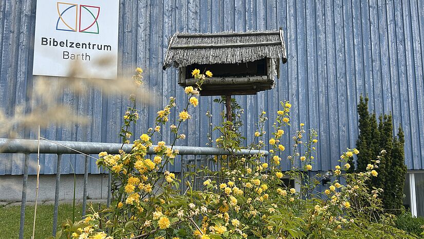 Gelber Strauch im Bibelgarten Barth