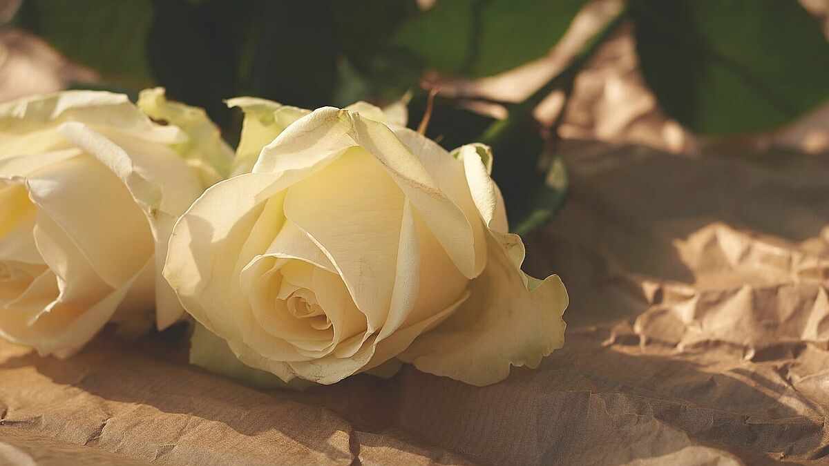 Weiße Rosen zum Gedenken wurden an der "Alsterdorfer Stolperschwelle" niedergelegt (Symbolbild).