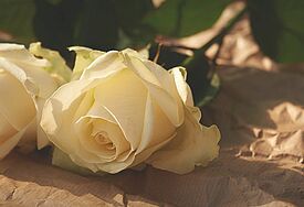 weiße Rosen 