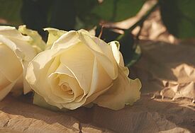 Weiße Rosen mit grünen Blättern liegen auf braunem Papier.