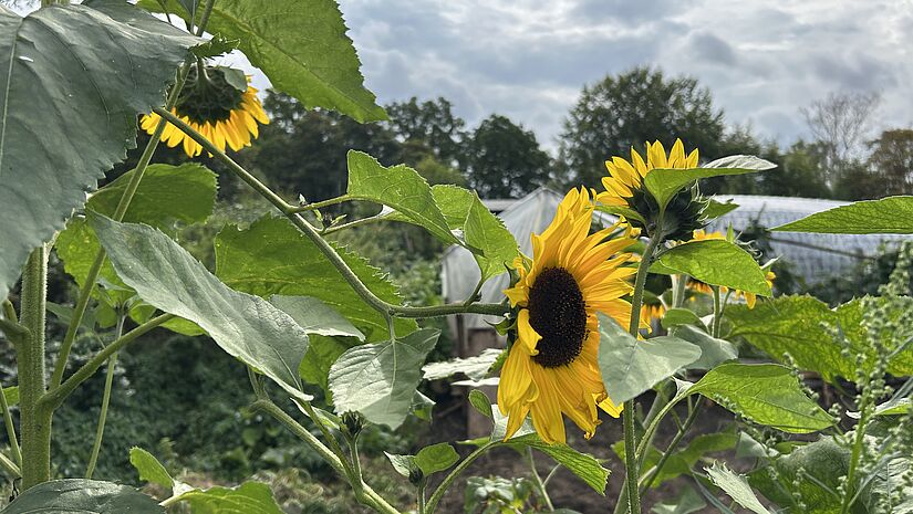 Sonnenblumen 