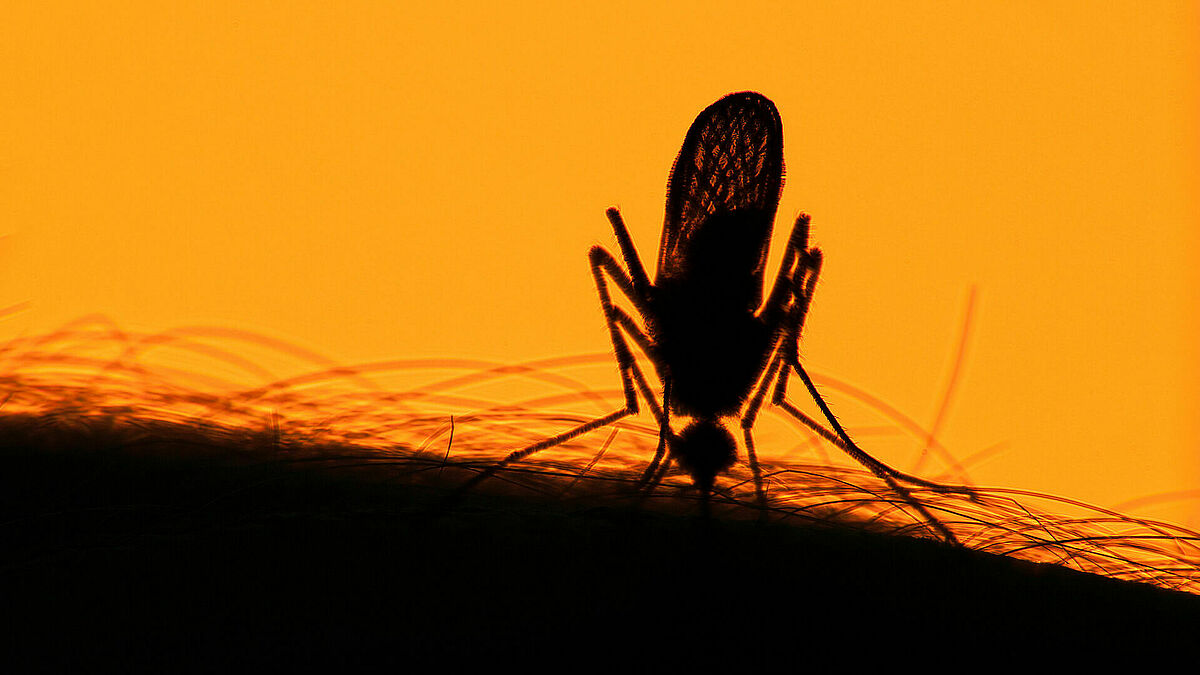 Überträger der Malaria sind weibliche Anopheles-Mücken.