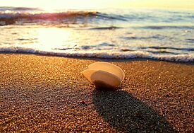 Eine Muschel liegt am Strand, dahinter ist das Meer, alles in warmes Sonnenuntergangslicht getaucht