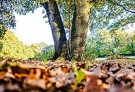 Baum mit Herbstlaub