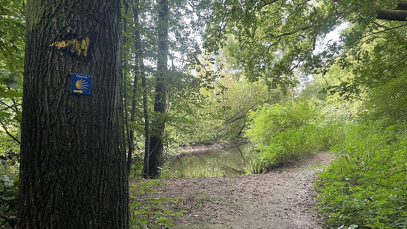 Auf einem Baumstamm ist ein Pilgerwegweise zu sehen. 