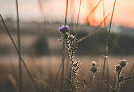 Distel - Symbolbild
