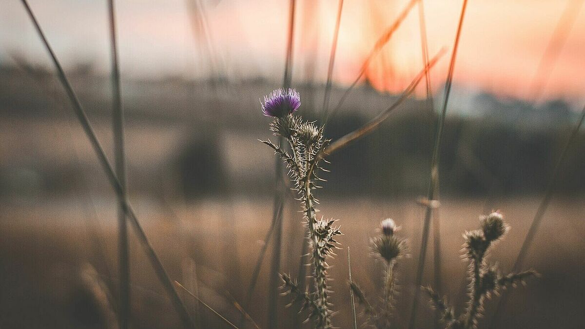 Distel - Symbolbild