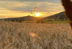 Weizenfeld mit untergehender Sonne 