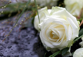 Weiße Rose auf einem Grabstein