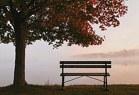 Eine leere Bank steht unter einem Herbstlaub tragenden Baum am See. Vom See steigt Nebel auf.