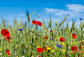 Blaue Kornblumen und rote Mohnblumen blühen leuchtend am Rande eines Getreidefelds..