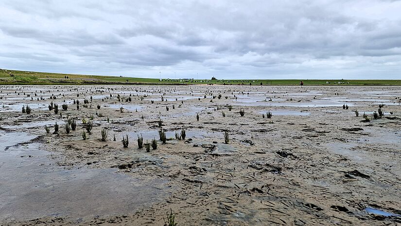 Unendliche Weite im Wattenmeer