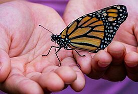 Schmetterling in Kinderhänden.