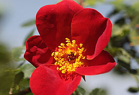 Blühende Rose (Symbolfoto)