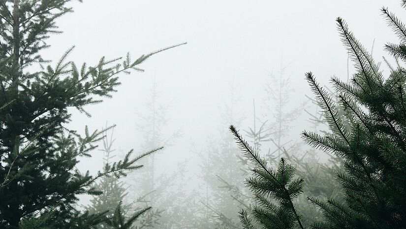 Ob aus dem Wald oder von der Plantage, ein Weihnachtsbaum gehört zum Fest einfach dazu. Tannenwald im Nebel.