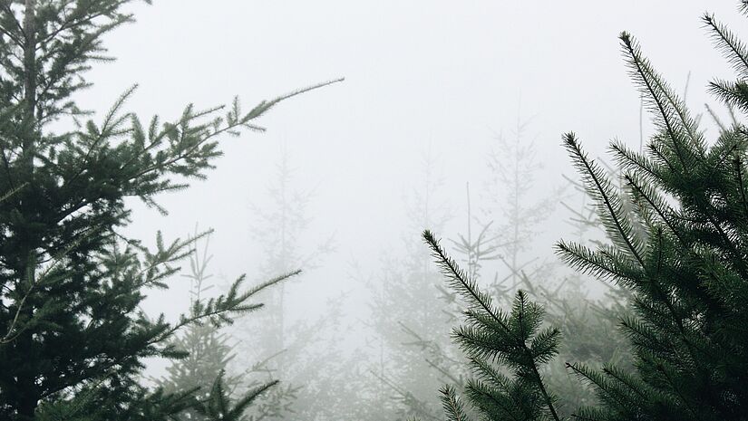 Tannenwald im Nebel.
