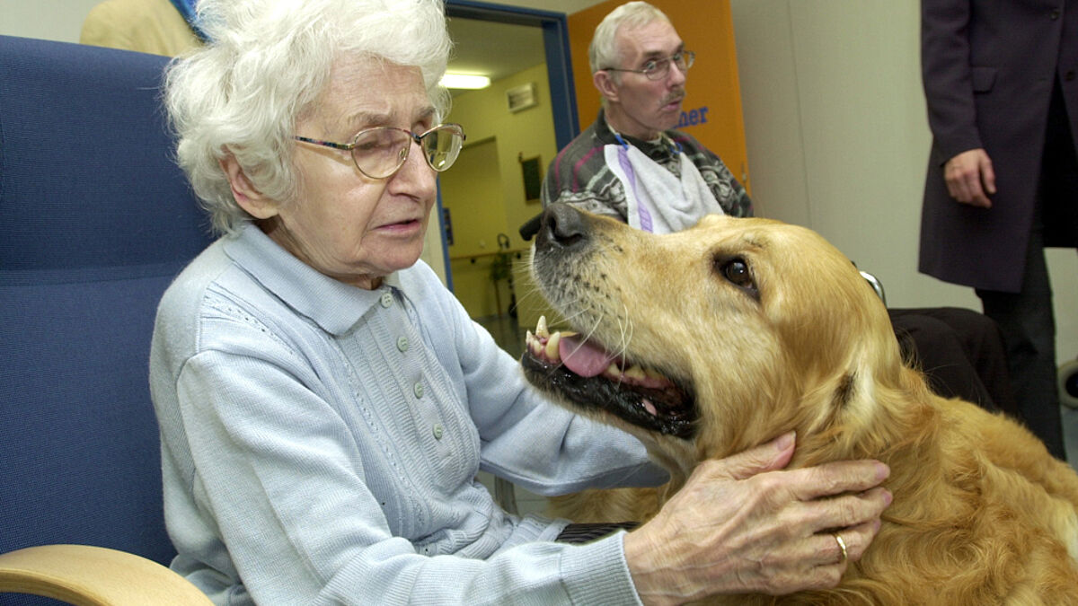 Der beste Freund des Menschen: Hunde bringen Älteren Lebensfreude zurück
