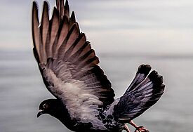 Taube im Flug 