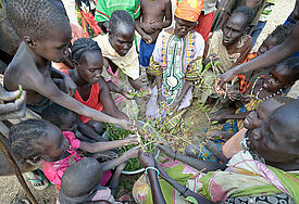 Mit den Blättern eines Lalob Baums versuchen Vertrieben in einem Camp in Manangui ihren Hunger zu stillen. Mehr als drei Millionen Menschen sind laut UN-Angaben im Südsudan vom Hunger bedroht. Foto: Diakonie Katastrophenhilfe/Paul Jeffrey
