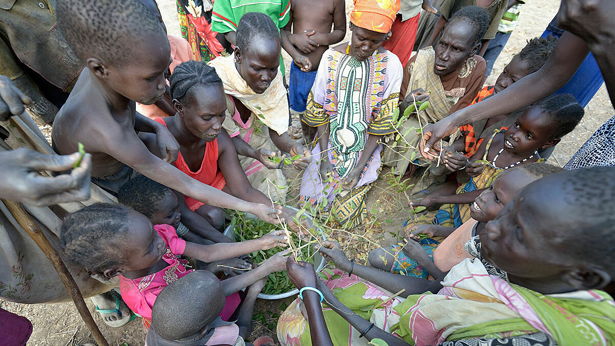 Mit den Blättern eines Lalob Baums versuchen Vertrieben in einem Camp in Manangui ihren Hunger zu stillen. Mehr als drei Millionen Menschen sind laut UN-Angaben im Südsudan vom Hunger bedroht.