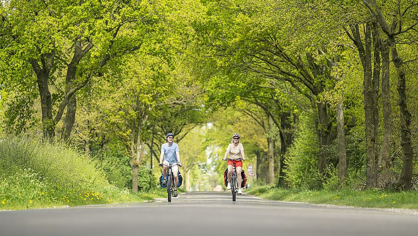 Zwei Radfahrer radeln eine Straße entlang. Über ihenen schließt sich ein grünes Blätterdach der die Bäume säumenden Straße.
