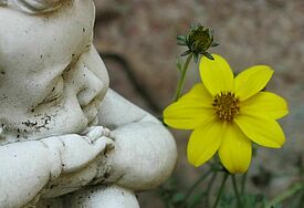 Eine sitzend e weiße Engelsfigur, links, schräg von oben aufgenommen, rechts eine gelbe Blüte