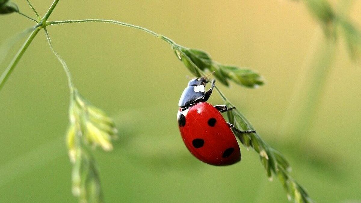 Biodiversität heißt Artenvielfalt erhalten - auch auf kirchlichem Boden
