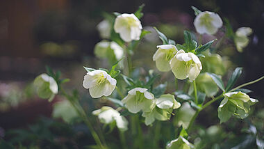 Eine Christrose mit zahlreichen weißen Blüten blüht in einem Garten, der im Hintergrund nur verschwommen zu erkennen ist.