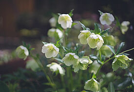 Eine Christrose mit zahlreichen weißen Blüten blüht in einem Garten, der im Hintergrund nur verschwommen zu erkennen ist.