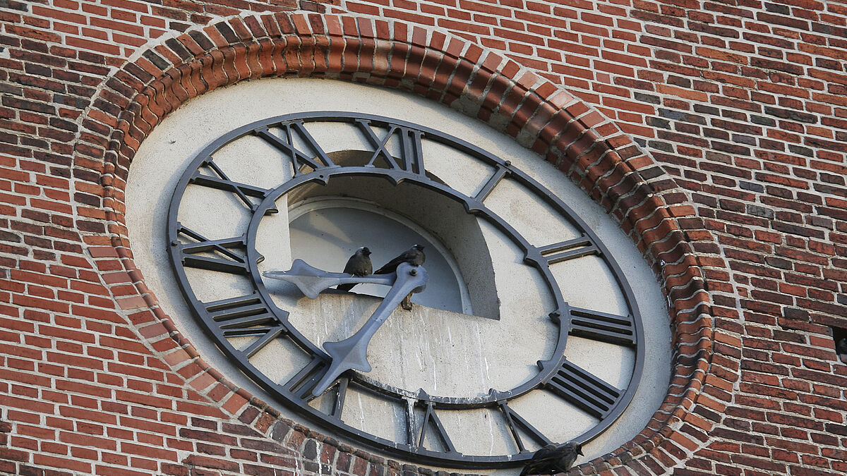 Dohlen im Kirchturm