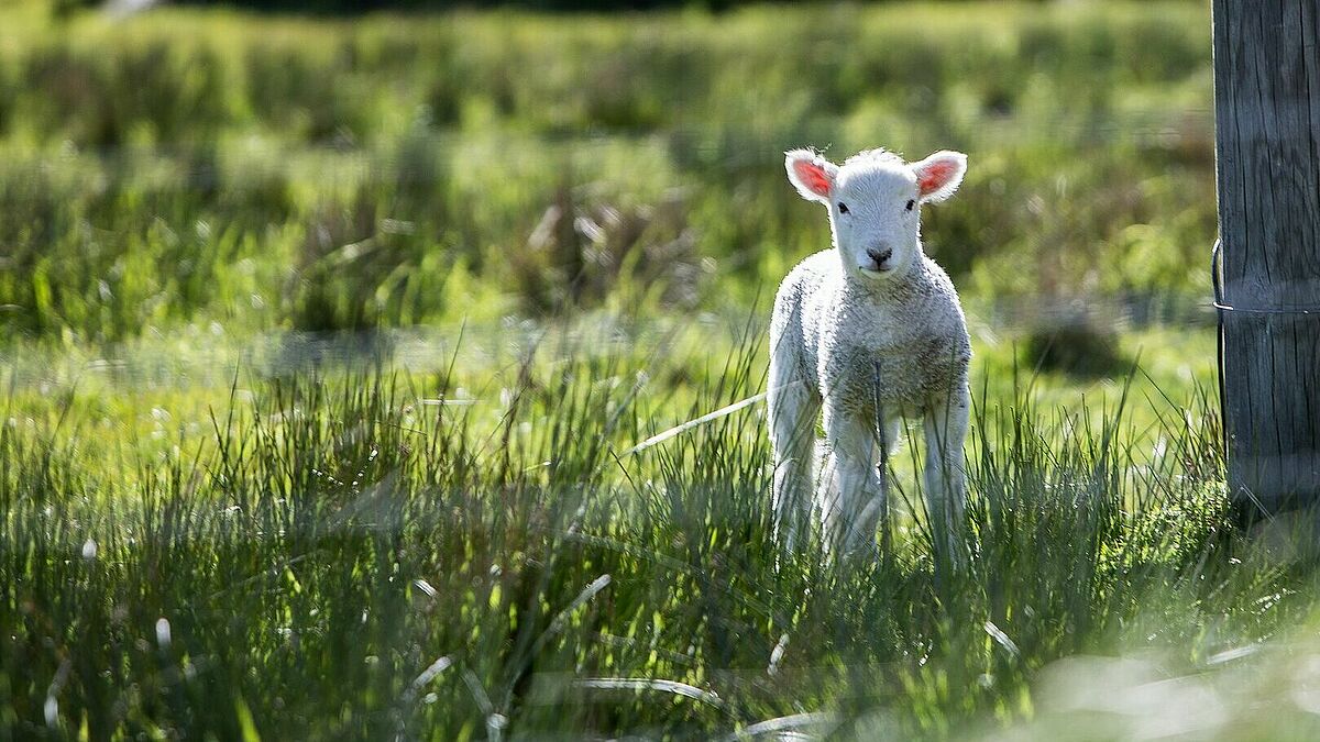 Das Osterlamm hat im christlichen Glauben eine lange Tradition. Es steht für die unschuldige Hingabe, für das Sterben von Jesus am Kreuz. 