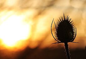 Sonnenuntergang mit Diestel