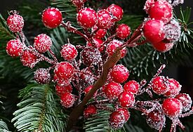 Weihnachtsbeeren mit Tannengrün